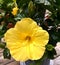 Blooming Hibiscus Flower