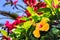 Blooming hibiscus flowers in spring time. Madeira island