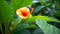 Blooming Hibiscus on Green Stem