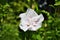 Blooming hibiscus in a light pink color with pink accents. Another name for a Chinese rose.