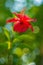 Blooming hibiscus in naturally scene, exotic flowers
