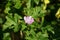 Blooming high mallow close-up in DOF optic