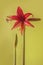 Blooming Hippeastrum amaryllis Bogota, Cybister, Spider Group