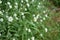 Blooming hoary alyssum Berteroa incana in the September forest