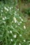 Blooming hoary alyssum Berteroa incana in the September forest