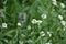 Blooming hoary alyssum Berteroa incana in the September forest