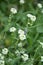 Blooming hoary alyssum Berteroa incana in the September forest