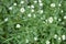 Blooming hoary alyssum Berteroa incana in the September forest