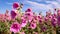 Blooming Hollyhock Fields: A Stunning Display Of Nature\\\'s Beauty