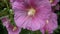 Blooming Hollyhocks Alcea in summer