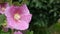 Blooming Hollyhocks Alcea in summer