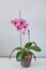Blooming home grown orchid