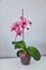 Blooming home grown orchid