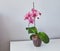 Blooming home grown orchid