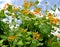 Blooming honeysuckle caprifol Telman Lonicera tellmanniana against the background of the blue sky