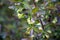 Blooming honeysuckle flowers in spring garden. Lonicera caerulea bush