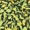 Blooming honeysuckle seamless pattern. Dark background for fashion, wallpapers, print, paper, cover, fabric, interior
