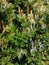 Blooming honeysuckle  with white and yelow flowers