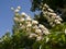 Blooming horse-chestnut