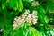 Blooming horse chestnut