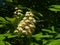 Blooming Horse chestnut, Aesculus hippocastanum, flowers clusters close-up, selective focus, shallow DOF