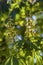 Blooming horse chestnut in the Park at the Mikhailovsky castle i