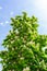 A blooming horse chestnut tree against a blue sky