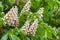 Blooming horse chestnut tree, Castanea