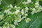 Blooming horseradish branch with raindrops.