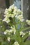 Blooming horseradish, vertical format