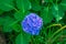 Blooming hortensia bush with beautiful blue flower