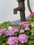 Blooming hortensia in an garden with a well