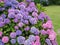 Blooming hortensia, Hydrangea macrophylla