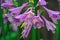 Blooming Hosta. Close-up colors on a blurry green background. Image for postcards, design