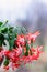 Blooming houseplant Christmas cactus Schlumbergera. Close up