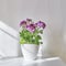 Blooming houseplant Pelargonium regal in a white pot stands on a coffee table near the light wall.