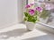 Blooming houseplant Pelargonium regal in a white pot on a window sill