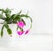 Blooming houseplant, pink Decembrist on a light background.