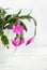 Blooming houseplant, pink Decembrist on a light background.