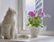 Blooming houseplant in a pot Pelargonium regal and a cute cat on a windowsill in a city apartment.