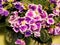 Blooming houseplants, flowers violets