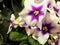 Blooming houseplants, flowers violets