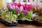 Blooming hyacinth and crocus in flower pots for transplanting