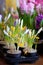 Blooming hyacinth and crocus in flower pots for transplanting
