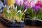 Blooming hyacinth and crocus in flower pots for transplanting