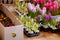 Blooming hyacinth and crocus in flower pots for transplanting