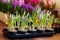 Blooming hyacinth and crocus in flower pots for transplanting