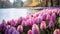 Blooming Hyacinth Fields: A Vibrant Display Of Pink And Purple Flowers