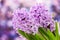 Blooming hyacinth flowers (hyacinthus)