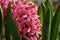 Blooming hyacinth Hyacinthus orientalis of the `Pink Pearl` variety - deep pink flowers with a pearly sheen